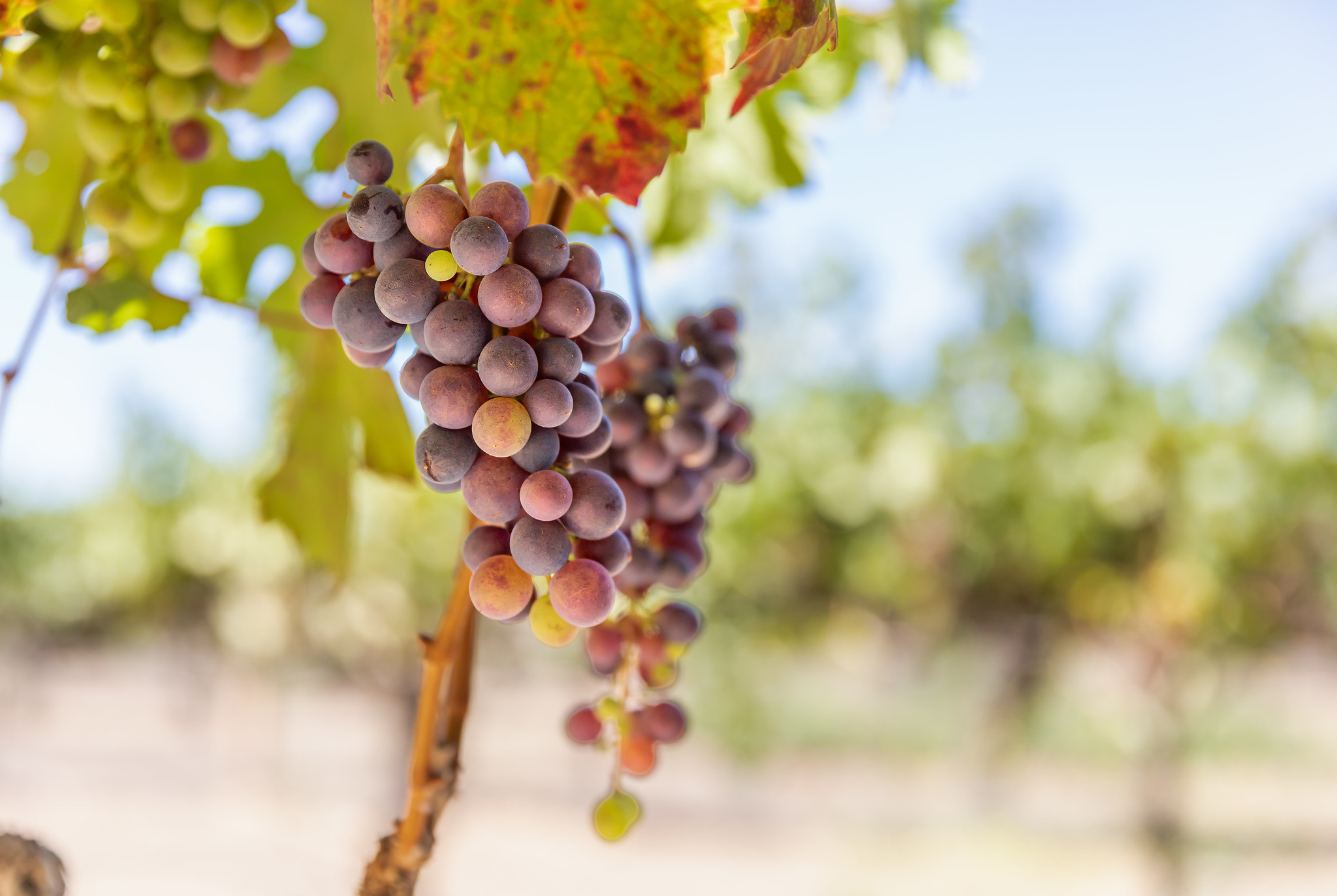 Vega Vineyard Grapes, photo by SBR Member Steve Geldman